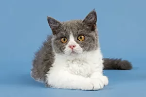Images Dated 7th September 2014: Breed Selkirk Rex Kitten, 10 weeks old, color blue white