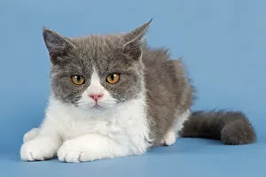 Images Dated 7th September 2014: Breed Selkirk Rex Kitten, 10 weeks old, color blue white