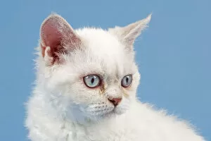 Images Dated 7th September 2014: Breed Selkirk Rex Kitten, 10 weeks old, lilac point torbie