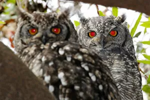 Images Dated 28th December 2015: A breeding pair of Spotted Eagle Owls, Bubo africanus, roosting in a tree in Kirstenbosch National Botanical Garden