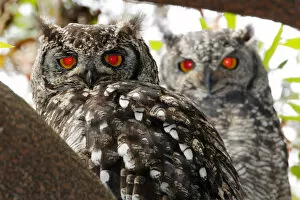 Images Dated 28th December 2015: A breeding pair of Spotted Eagle Owls, Bubo africanus, roosting in a tree in Kirstenbosch National Botanical Garden