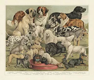 Images Dated 6th August 2018: Breeds of dogs, chromolithograph, published in 1897