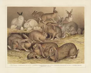 Images Dated 7th August 2018: Breeds of domestic rabbits, chromolithograph, published in 1897