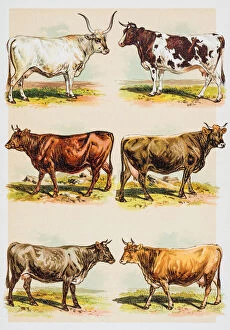 Images Dated 7th June 2015: Breeds of livestock engraving 1882