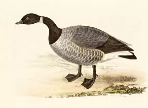 Images Dated 22nd August 2015: Brent goose, 19 century science illustration