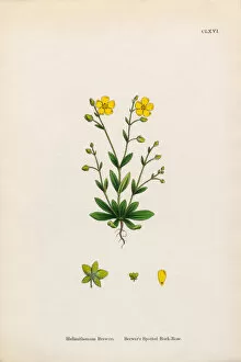 Images Dated 2nd February 2017: Breweras Spotted Rock Rose, Helianthemum Breweri, Victorian Botanical Illustration, 1863