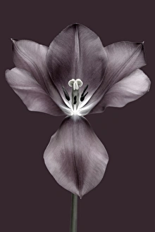 Images Dated 9th May 2015: Brian Haslam Photography