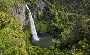 Images Dated 27th November 2011: Bridal Veil Falls surrounded by dense rainforest, Raglan, Waikato, North Island