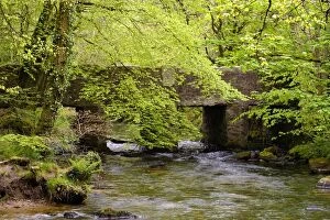 Travel with Martin Siepmann Gallery: bridge, british, cornwall, creek, deciduous forest, english, forest brook, out, spring