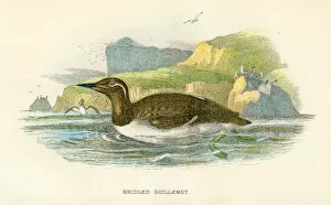 Images Dated 29th September 2017: Bridled Guillemot birds from Great Britain 1897