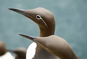 Images Dated 16th May 2016: Bridled Guillemot, Common Murre (Uria aalge), Farne islands, England