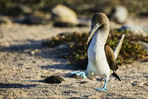 Images Dated 10th May 2017: Bright blue feet stand out on a walking blue-footed booby