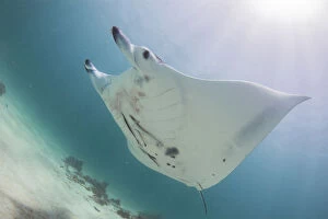 Images Dated 4th January 2015: Bright manta