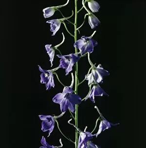 Images Dated 29th June 2006: Bright Purple Delphinium Flowers Against a Black Background
