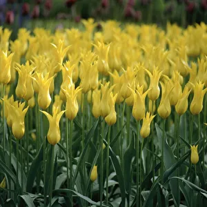 Images Dated 29th June 2006: Bright Yellow Flowers at Keukenhof Gardens
