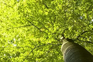 Brightly lit canopy of a Beech (Fagus), Wohldorf Forest, Hamburg, Germany, Europe