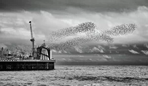 Images Dated 4th December 2015: Brighton- Starling Murmuration