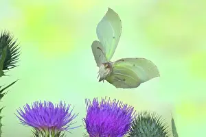 Compositae Prints: Brimstone (Gonepteryx rhamni), flying over thistle (Carduus acanthoides)
