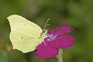 Brimstone -Gonepteryx rhamni-, sucking nectar at Rse Campion -Silene coronaria-, Baden-Wurttemberg, Germany
