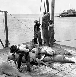 Sharks Prints: Bringing in Sharks