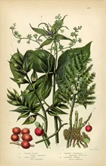 Images Dated 13th June 2016: Briony, Black Briony, Asparagus, Butchers Broom Victorian Botanical Illustration