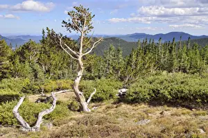 Conifer Prints: Bristlecone Pine Forest, forest of long-living Great Basin Bristlecone Pines -Pinus longaeva