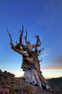 Images Dated 19th June 2010: Bristlecone pine tree at sunset, White Mountains, California, USA
