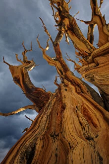 Images Dated 30th August 2012: Bristlecone pine tree, White Mountains Wilderness, California, USA