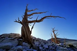 Pinaceae Prints: Bristlecone pines (Pinus aristata), White Mountains, California, USA