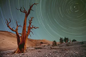 Images Dated 6th December 2009: Bristlecone pines (Pinus Longaeva) and startrails