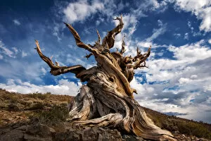 Images Dated 25th October 2014: Bristlecone tree
