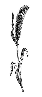 Formal Garden Collection: Bristlegrass