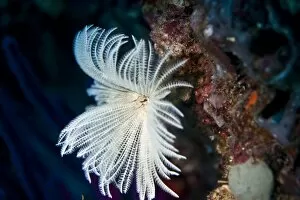 Bristleworm -Protula Tubularia-, Gulf of Oman, Oman