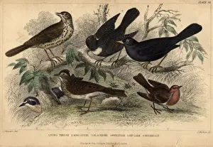 British Birds