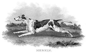 Hound Prints: British hunting dog engraving 1812
