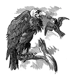 British London satire caricatures comics cartoon illustrations: feeding vulture