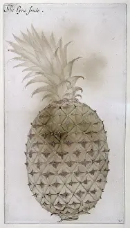 Pencil On Paper Prints: British Museum, London, UK