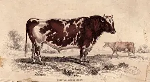 British Short Horn