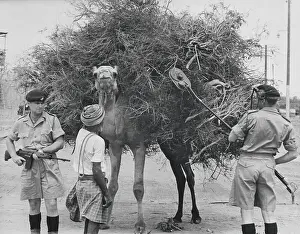 Aden Prints: British Soldiers Securing Area