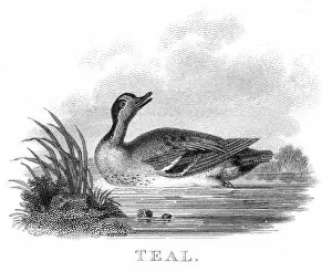 Images Dated 9th June 2015: British teal duck engraving 1802