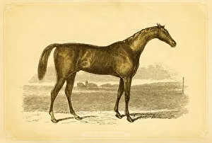 Images Dated 24th July 2016: British Thoroughbred horse 1841