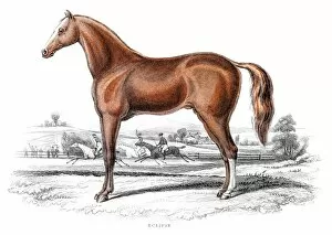 Images Dated 17th June 2015: British Thoroughbred horse 1841