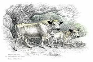Images Dated 26th May 2017: British wild cattle lithograph 1884