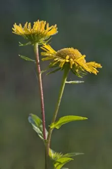 Images Dated 18th August 2014: British Yellowhead or Meadow Fleabane -Inula britannica-, Burgenland, Austria