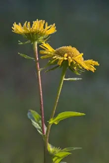 British Yellowhead or Meadow Fleabane -Inula britannica-, Burgenland, Austria