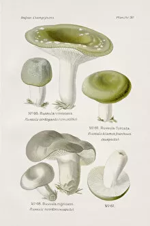 Images Dated 9th May 2017: Brittlegill mushroom 1891