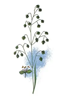 Briza media (quaking-grass, common quaking grass, cow-quake, didder, dithering-grass, dodder-grass, doddering dillies, doddle-grass, earthquakes, jiggle-joggles, jockey-grass, lady s-hair, maidenhair-grass, pearl grass, quakers)