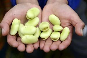 Images Dated 2nd May 2014: Broad beans or Haba -Vicia faba- in childs open hands, Chuquis, Huanuco Province
