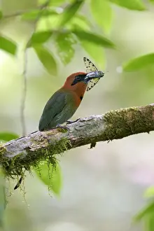 Broad-billed Motmot