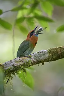 Broad-billed Motmot
